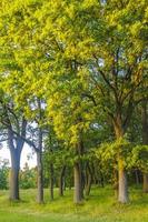 vista panorámica natural con camino verde plantas árboles bosque alemania. foto