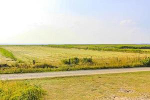 Natural panorama view with pathway green plants trees forest Germany. photo