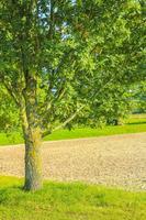 Natural panorama view with pathway green plants trees forest Germany. photo