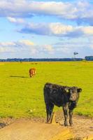 North German agricultural field with cows nature landscape panorama Germany. photo