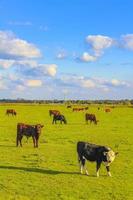 campo agrícola del norte de alemania con vacas naturaleza paisaje panorama alemania. foto