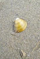 Wadden sea tidelands coast crabs shrimps mussels Harrier Sand Germany. photo