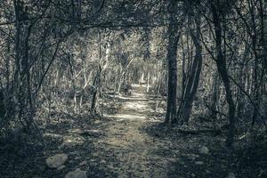 Walking trekking path at cave sinkhole cenote Tajma ha Mexico. photo