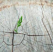 un árbol pequeño crece hasta convertirse en un tocón marrón dando el concepto de oportunidad para que crezcan los desfavorecidos foto