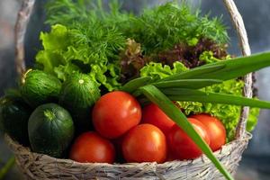 Fresh vegetables for salad in a basket. Tomatoes and cucumbers with zucchini and cabbage with dill. Spring harvest, benefits and vitamins. On a dark background. photo