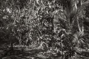 Tropical plants at natural jungle forest Puerto Aventuras Mexico. photo