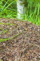 Ant hill with a lot of ants natural forest Germany. photo