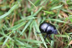 hermoso escarabajo de estiércol azul púrpura se arrastra sobre la hierba alemania. foto