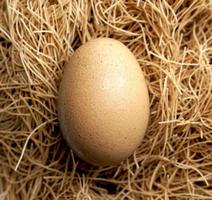 closeup egg and nest brown background photo