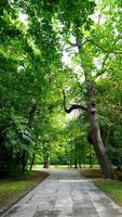 tree in the park and walkway vertical photo