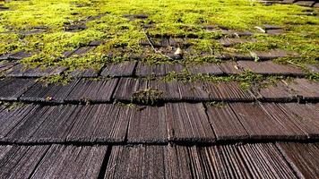 moss on the roof photo