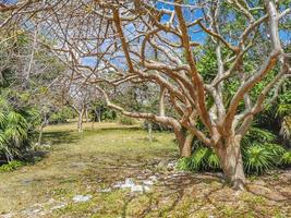 Ancient Tulum ruins Mayan site temple pyramids artifacts seascape Mexico. photo