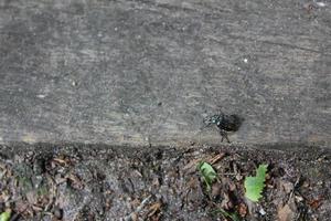 Beautiful purple blue dung beetle is crawling on wood Germany. photo