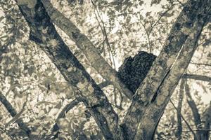 Termite nest on the tree or branch in jungle Mexico. photo