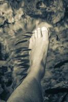 los peces muerden los pies en el agua cenote tajma ha mexico. foto