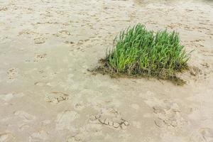 Wadden sea tidelands green grass in sand Harrier Sand Germany. photo