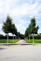 green trees in the park photo