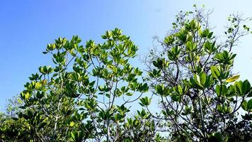 forest mangrove top of the tree photo