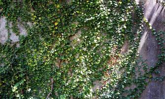 green wall on building horizontal photo