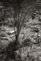 Tropical palm trees plants natural jungle Puerto Aventuras Mexico. photo