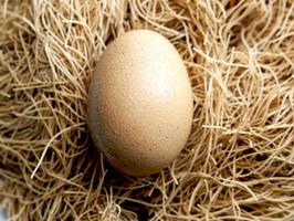huevo de primer plano en el fondo del nido foto
