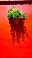 red color wall and plant flower photo