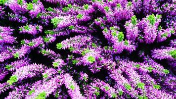 Purple flowers and green accent photo