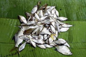 pescado pequeño fresco en hoja de plátano foto