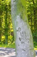 Cuxhaven Lower Saxony Germany 2010 Natural panorama view with pathway green plants trees forest Germany. photo