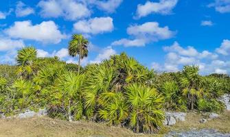 Ancient Tulum ruins Mayan site temple pyramids artifacts seascape Mexico. photo