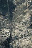 Tropical palm trees plants natural jungle Puerto Aventuras Mexico. photo