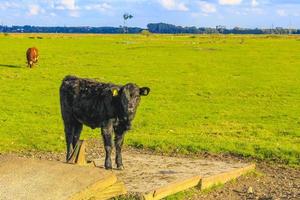 North German agricultural field with cows nature landscape panorama Germany. photo