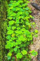 Clover shamrock creeping on the forest floor Germany. photo