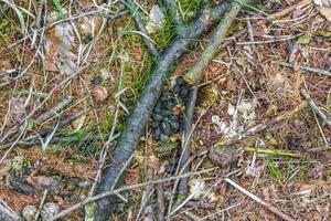 Sawed eaten tree stump and wood on forest floor Germany. photo