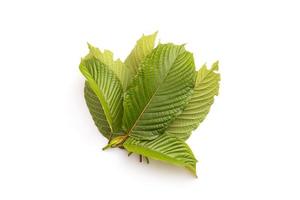 Fresh Mitragyna speciosa leaf or kratom tree. Studio shot isolated on white photo