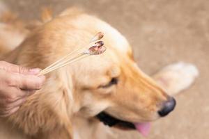 mano sujetando un bastoncillo de algodón sucio junto a un perro marrón golden retrievers. concepto de limpieza de oídos foto