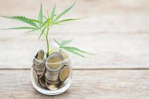 Leaf green fresh of marijuana tree in coin jar on wooden plank background, Growth and investment concept photo
