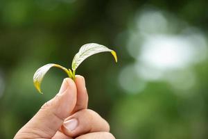 Hand holding on fresh Mitragyna speciosa or  kratom tree. Outdoor shooting on blur background photo