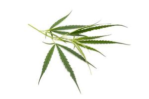 Leaf of green fresh of marijuana tree. Studio shot isolated on white photo