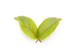 Fresh Mitragyna speciosa leaf or kratom tree. Studio shot isolated on white photo