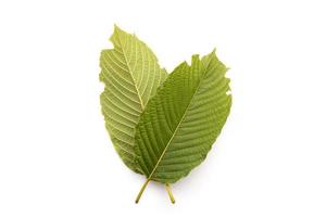 Fresh Mitragyna speciosa leaf or kratom tree. Studio shot isolated on white photo