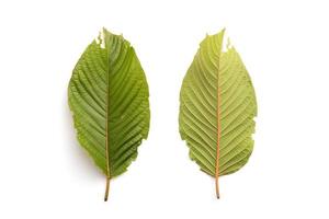 Fresh Mitragyna speciosa leaf or kratom tree. Studio shot isolated on white photo