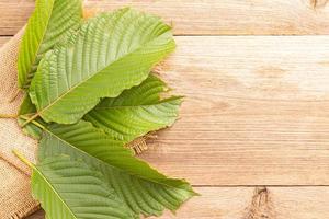 Fresh Mitragyna speciosa leaf or kratom tree on wooden table background photo