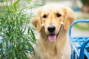 perro marrón golden retriever sentado al lado del árbol de marihuana verde foto