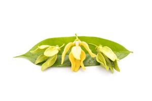 Bloom and leaf of Ylang-ylang Cananga odorata isolated on white photo