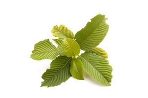 Fresh Mitragyna speciosa leaf or kratom tree. Studio shot isolated on white photo