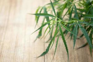 Macro leaf of green fresh of marijuana tree on wooden plank photo