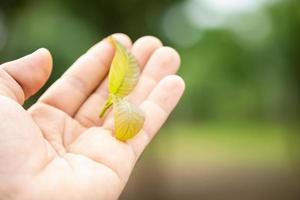 Hand holding on fresh Mitragyna speciosa or  kratom tree. Outdoor shooting on blur background photo