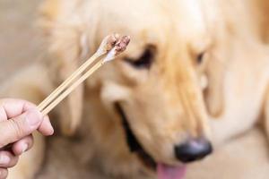 mano sujetando un bastoncillo de algodón sucio junto a un perro marrón golden retrievers. concepto de limpieza de oídos foto