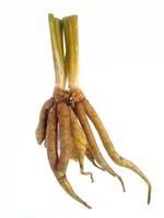 Finger root, also known as Chinese Ginger, Galingale, Kaempfer, Boesenbergia rotunda, or Krachai, isolated on a white background. photo